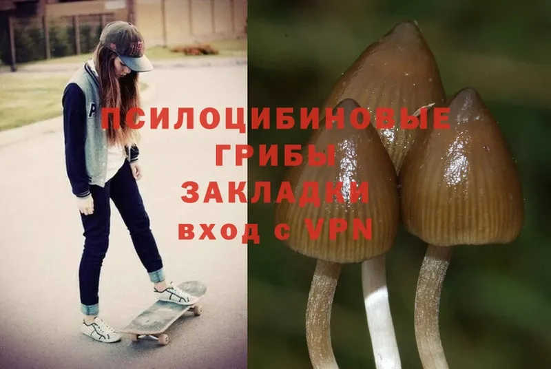 купить   Тимашёвск  Псилоцибиновые грибы Magic Shrooms 